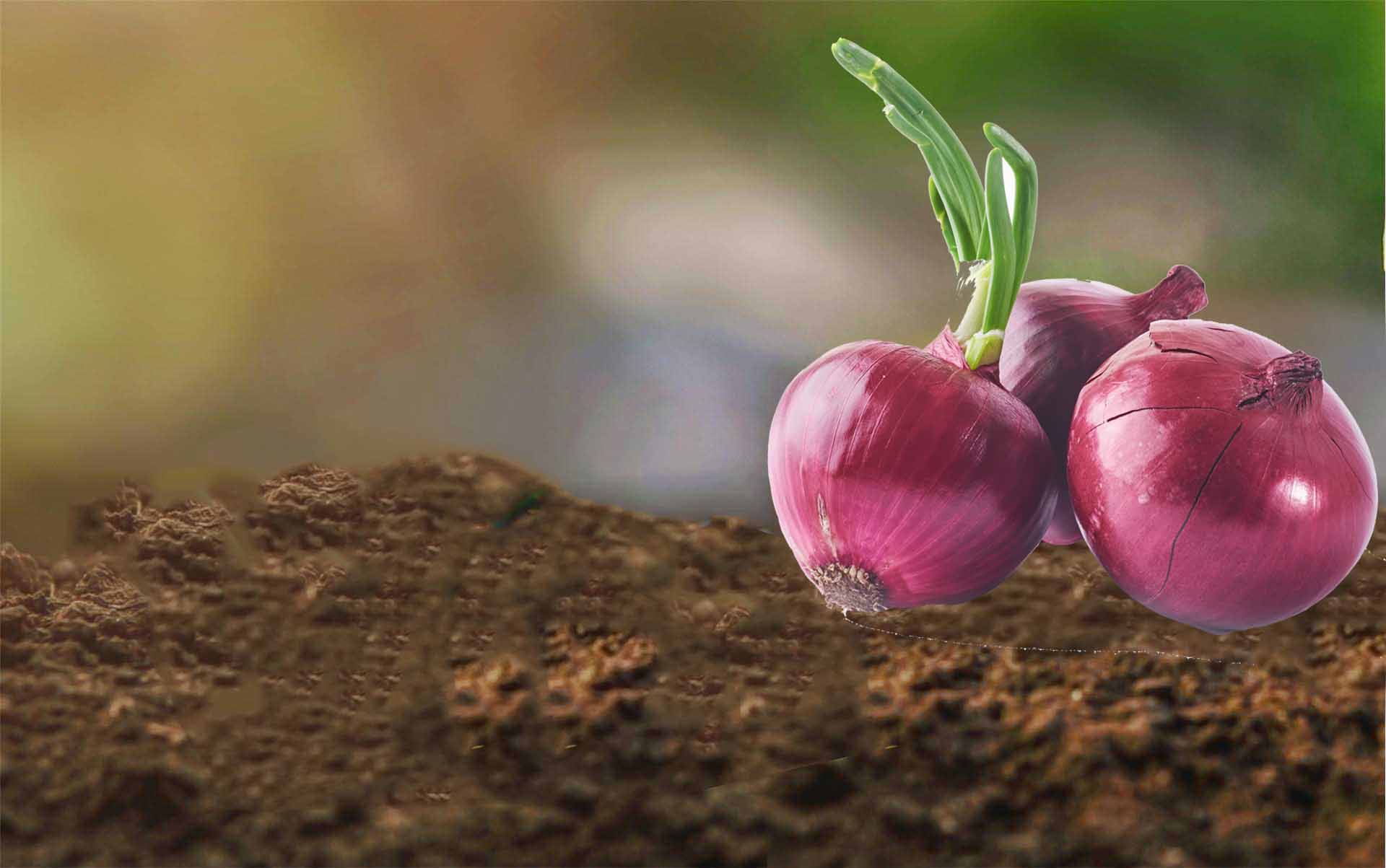 Mrtohum Soğan tohumları