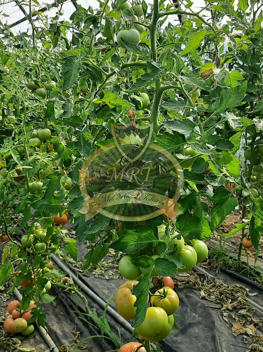 Mrtohum  GULPEMBE F1