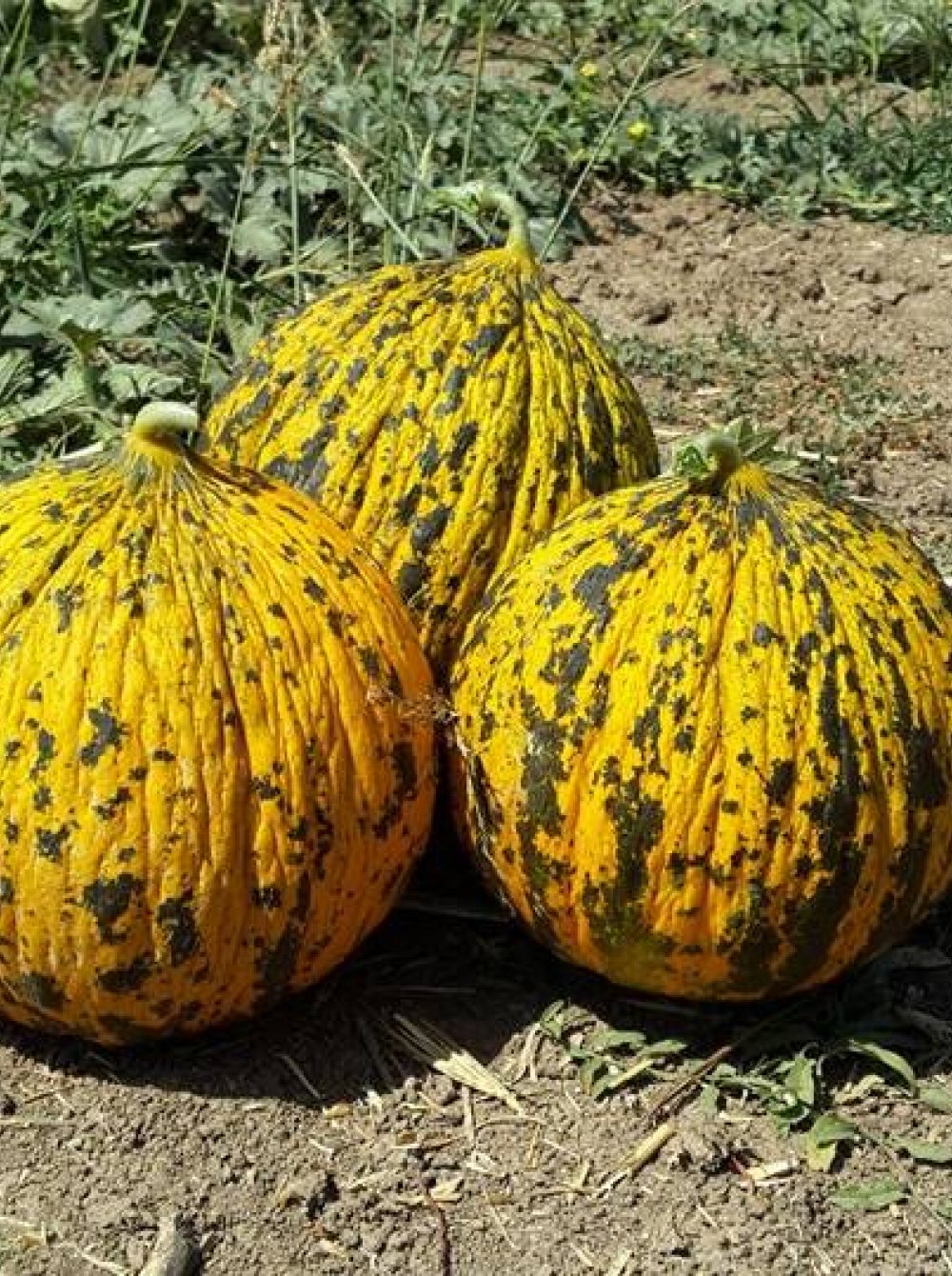 Mrtohum  KIŞGÜNEŞI F1