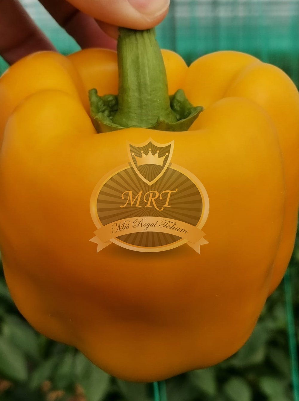 Mrtohum  ANTALIA F1 MRT