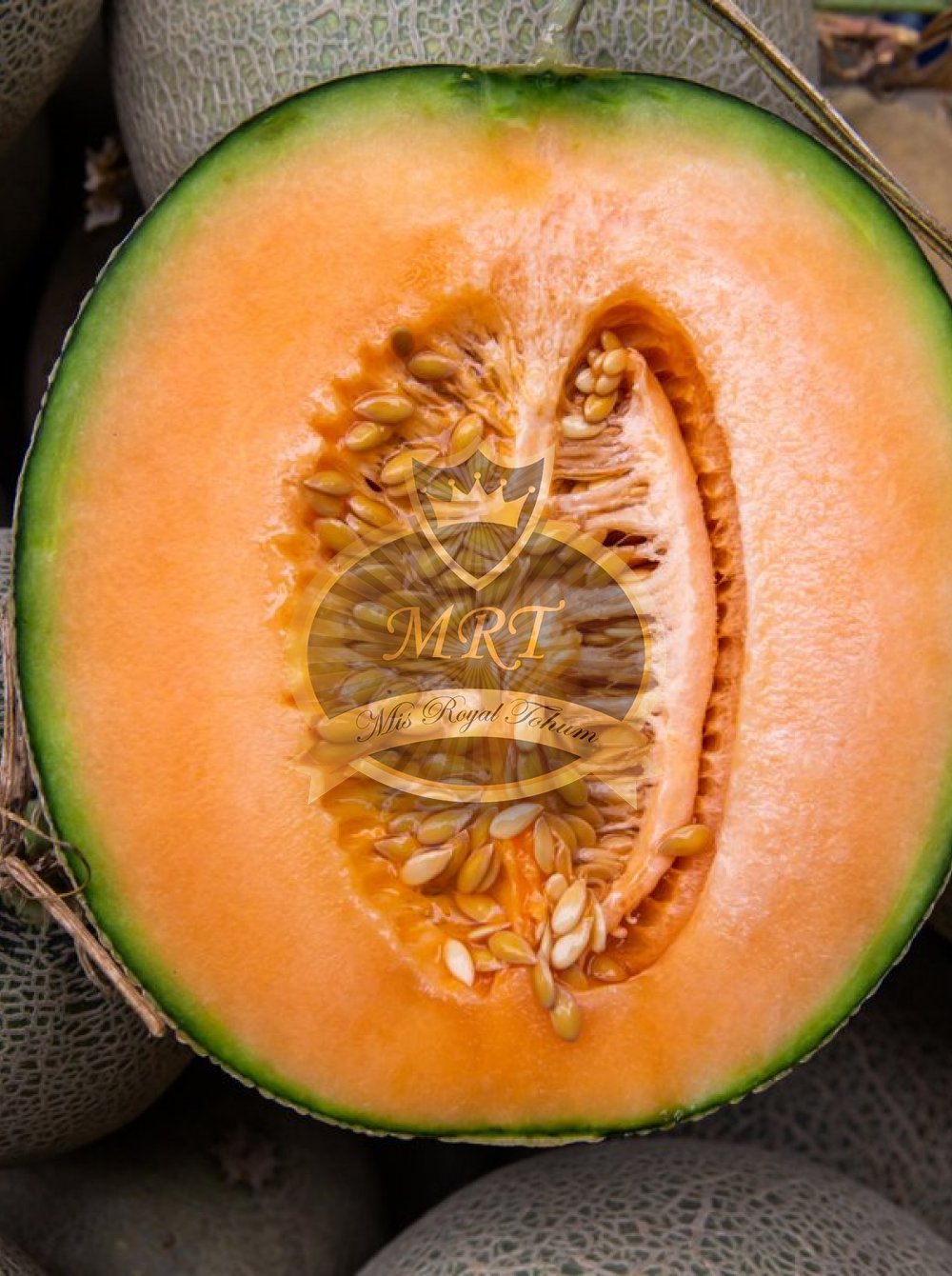 Mrtohum  PRIMAVERA F1